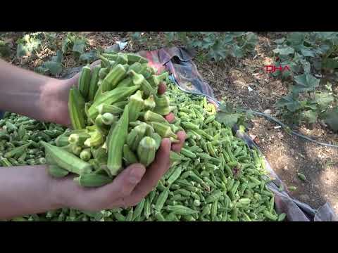 Thumbnail for Bamya, üreticisinin yüzünü güldürüyor