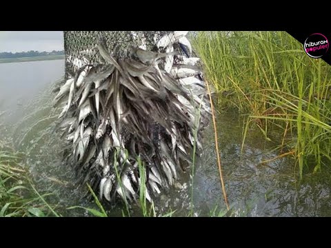 Thumbnail for Perangkap Paling Nekat! 7 Teknik Menangkap Ikan Paling Cerdas Dan Kreatif