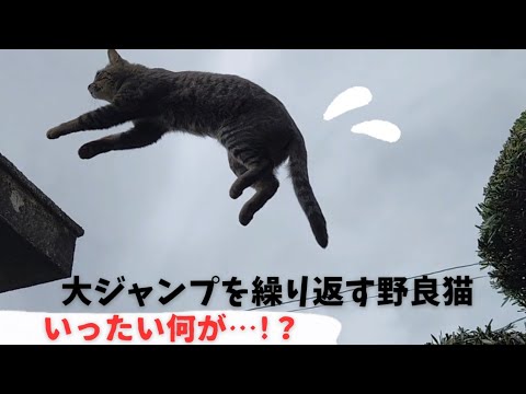 Thumbnail for 猫の華麗なジャンプがまさかの事態に