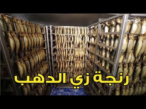 Thumbnail for عمرك شوفت الرنجة بتتصنع إزاي .. في الفيديو ده هتعرف وتشوف معلومات عن الرنجة أول مرة تعرفها