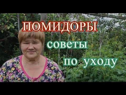 Помидоры в открытом грунте. Основные работы в июле.
