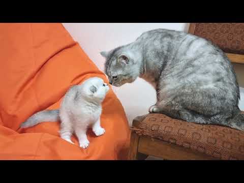 Котенок знакомится с новыми родителями папа кот и мама кошка Невероятно мило