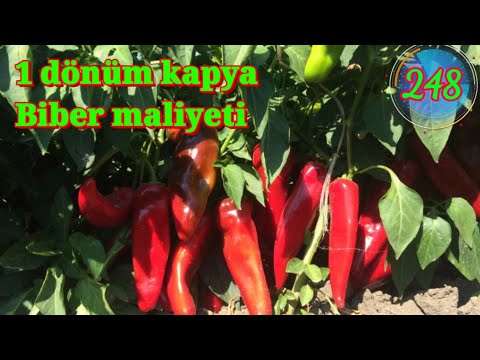 Thumbnail for Biber ne kadar kazandırır maliyeti karı zararı tonajı verimi para kazanmak için size tavsiyelerim