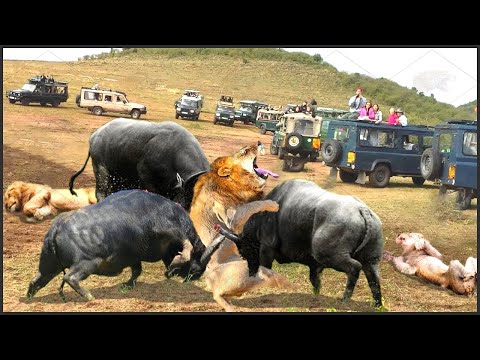 Thumbnail for What Must Lions Do To Survive When Africa's Most Dangerous Prey Suddenly Turns To Counterattack?