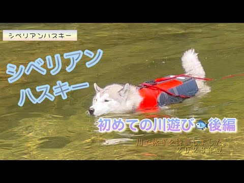 Thumbnail for 【シベリアンハスキー】初めての川遊び後編/ハスキー/かわいい犬/川/泳ぐ