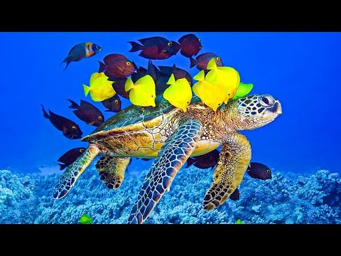 Thumbnail for Музыка для души ???? Нежная лечебная музыка здоровья и для успокоения нервной системы