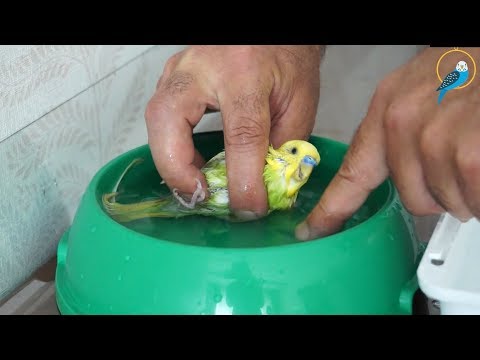 Muhabbet Kuşu Nasıl Yıkanır?| Muhabbet Kuşu Banyo Yaptırma