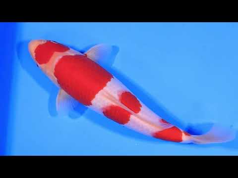 085_Kohaku_Tosai_F_33cm