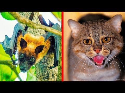 7 Animaux Très Rares Qui Vivent en Inde