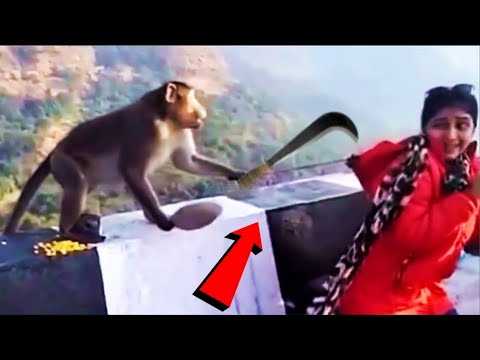 প্রানীদের এমন কাজকর্ম দেখে হাসতে হাসতে গড়াগড়ি খাবেন।????দুনিয়ার সবচেয়ে ফাজিল প্রানী????Animal Funny Moment