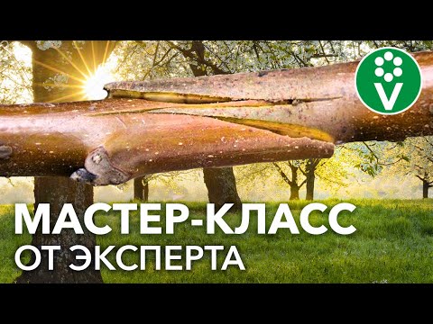 Thumbnail for Как ПРИВИВАТЬ ПЛОДОВЫЕ ДЕРЕВЬЯ? 2 способа, которые получатся у каждого!