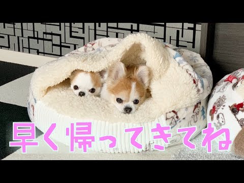 お留守番中の犬をペットカメラで撮影したら色んなドラマがありました！【チワワ】