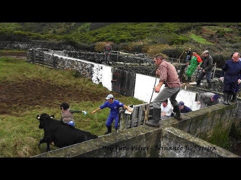 Thumbnail for Cuidado Com As Vacas do Carvão - Ganadaria JAF - Ilha Terceira Açores