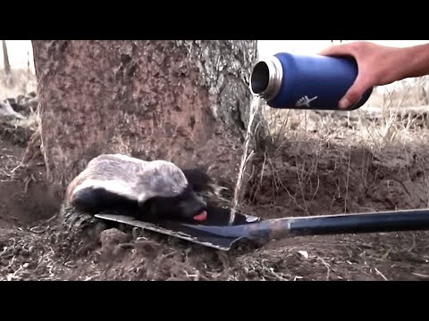 These Animals Choose to Ask People For Help As Last Resort...