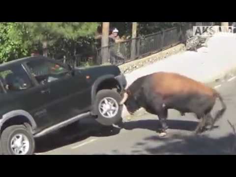 Thumbnail for Öfkeli boğa dehşet saçtı!