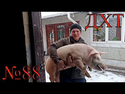 Thumbnail for ///3 месяца на грануле, какой вес свиней. Рецепт комбикорма ГРОВЕР///