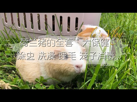 Thumbnail for 荷兰猪的全套【大保健】：除虫 洗澡 理毛 笼子消毒~尝到出门玩的甜头 回来就要忍受洗澡的苦涩~