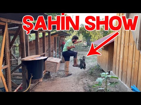 Thumbnail for Hint Horozu Şahinin Kapısını Açtım Ama Nasıl Kaçtım Nasıl Kaçtım