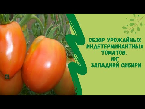 Обзор  урожайных индетерминантных томатов. Юг Западной Сибири