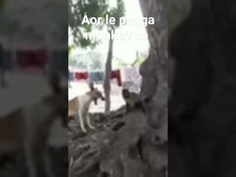 #nature #relax #camping  very smart monkey ????????????????????