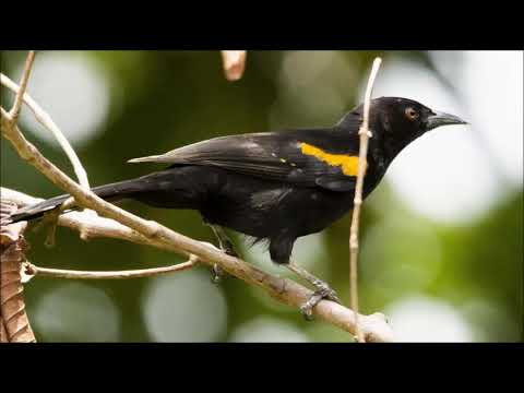 ???? Canto do Pássaro Pega Encontro ♫ (Icterus pyrrhopterus)