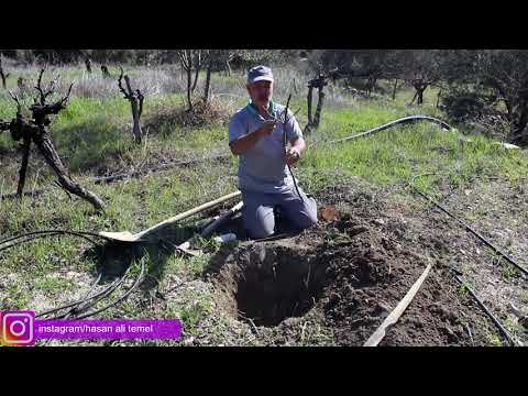 İNCİR NASIL DİKİLİR? İNCİR DİKMENİN PÜF NOKTALARI