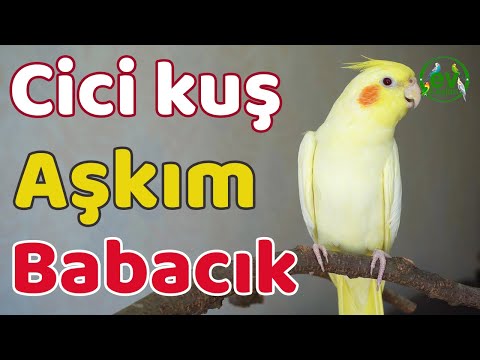 Thumbnail for Sultan papağanı Konuşması Tarçın, Cici Kuşum Sultan Papağanına Dinlet