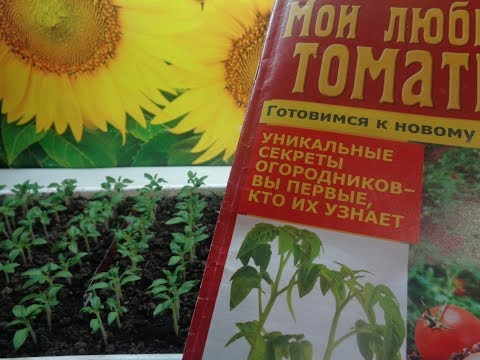 КАК УБЕРЕЧЬ РАССАДУ ТОМАТОВ? Ольга Чернова.
