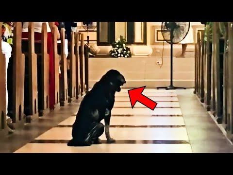 Thumbnail for Dog Refuses To Leave The Church, Then The Priest Checks The Camera And Sees Something Crazy!