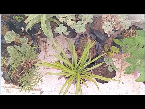 أجمل نباتات الزينة في المنزل