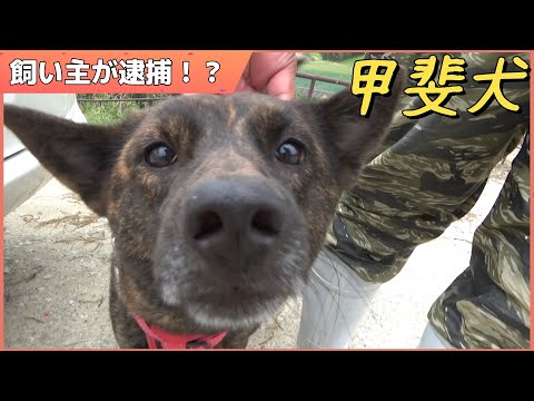 飼い主が逮捕されたので甲斐犬を預かる事になった