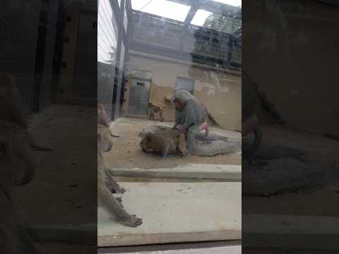 【18歳未満閲覧禁止】見てくれと言わんとばかりに、突然交尾をし始めるボスっぽいマントヒヒ［東武動物公園］