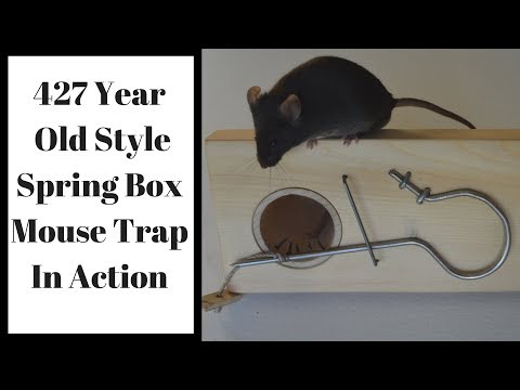 Thumbnail for 427 Year Old Style Spring Box Mouse Trap In Action. Mascall's Mouse Trap.
