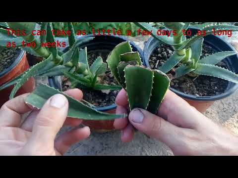 Thumbnail for How to grow Aloe Vera from single leaf 100% root