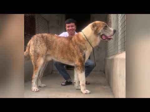 Thumbnail for cei mai puternici si curajosi caini ciobanesti de pe tik tok partea 1