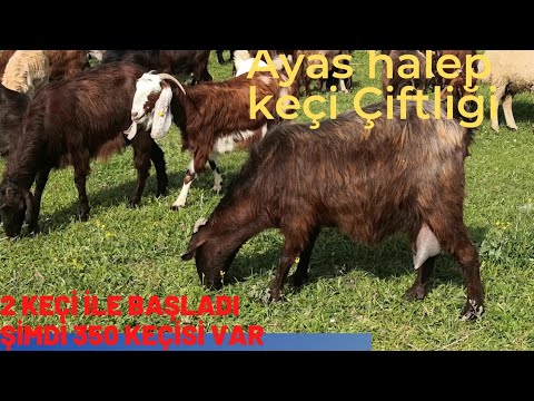 Thumbnail for 2 KEÇİ İLE BAŞLADI ŞİMDİ 350 KEÇİSİ VAR #küçükbaş #hayvanpazarı #köyegöç #HALEPKEÇİSİ #koyun #keçi