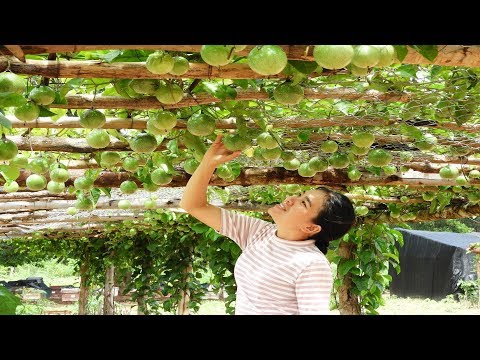 Khmer Beekeeping Farm: Plant passion fruit trees for make shade to honey bees hives