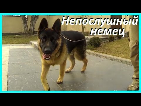 Thumbnail for 280. Невоспитанный немец прыгает на хозяев. Дрессировка почти взрослой немецкой овчарки