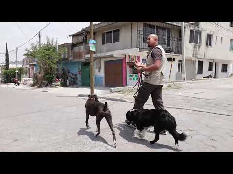 Mi PERRO ladra a PERROS en la CALLE, como SALIR CON 2 PERROS