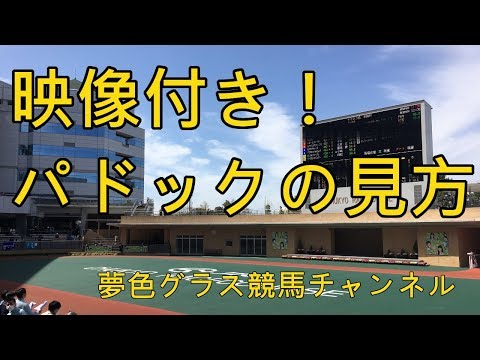 【競馬】パドックの見方!映像付きで夢色グラス流の見方を僭越ながら動画にしました