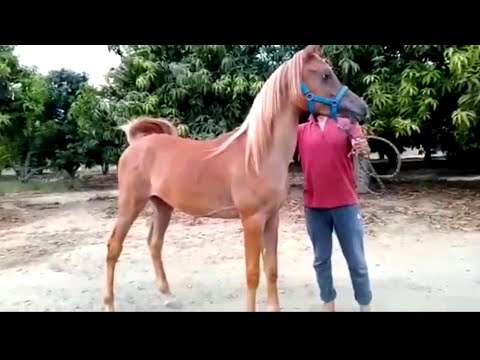 مهر عربي اصيل كحيلان ابن ابطال عمره [ سنة ونص ] اخر جمال ورسم ومواصفات ممتازه