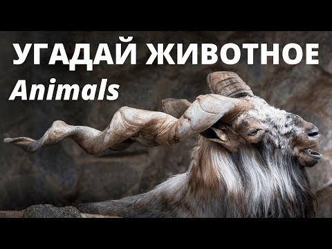 Тест Животные. 100 вопросов и ответов. Хорошо ли ты знаешь Мир животных? | Дом тестов