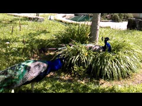 EL NIDO DE UN PAVO REAL