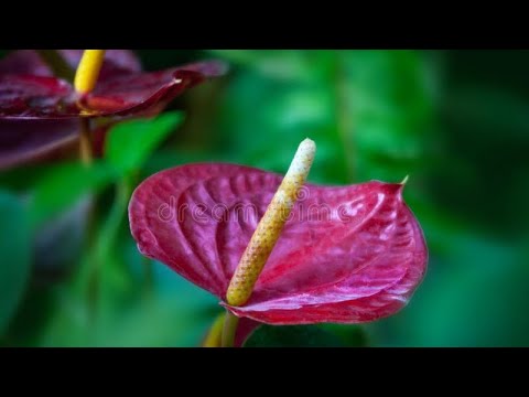 FLAMİNGO ANTORYUM ÇİÇEĞİ İLE İLGİLİ ARADIĞINIZ HER ŞEYİ BU VİDEODA BULABİLİRSİNİZ.