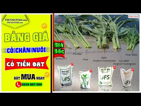 Bảng giá 7 giống cỏ chăn nuôi siêu năng xuất