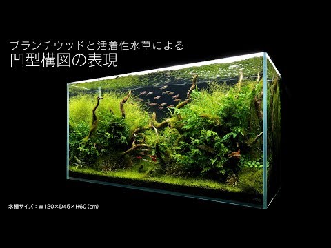 [ADAview] 120cm水槽レイアウト 流木と活着性水草の凹型構図