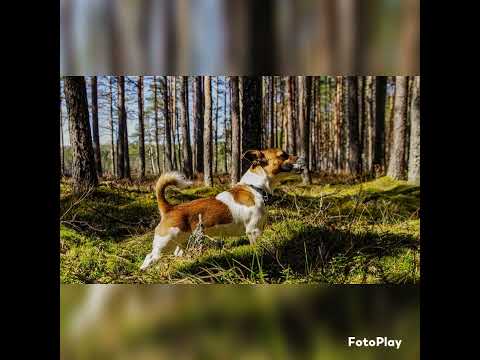 Jack Russell Terriers