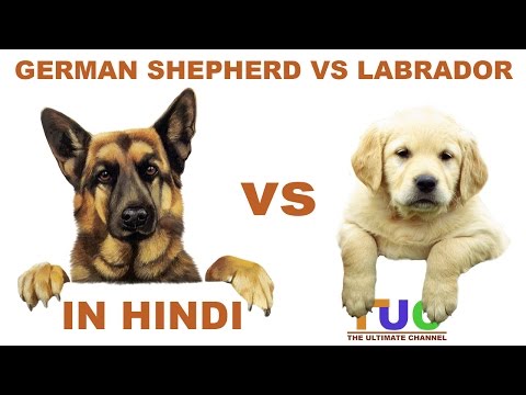 Thumbnail for German shepherd VS Labrador in Hindi | Dog Comparison | The Ultimate Channel