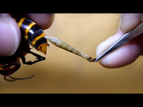 Why Do Bees Die After Stinging?