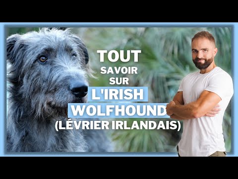 Thumbnail for Race de chien : L'Irish Wolfhound (Le Lévrier Irlandais) !